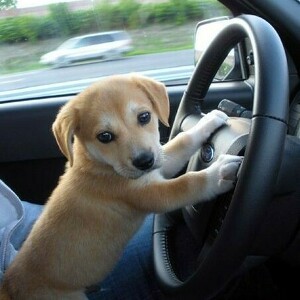 Fundraising Page: Evalina  White